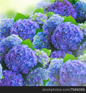 blue hortensia flowers with green leaves background. blue hortensia flowers