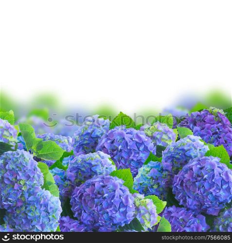 blue hortensia garden flowers border isolated on white background. blue hortensia flowers border