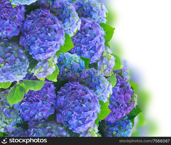 blue hortensia garden flowers border isolated on white background. blue hortensia flowers border