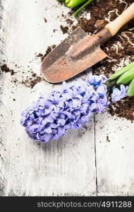 blue hyacinth and shovel with earth on white wooden background, spring gardening