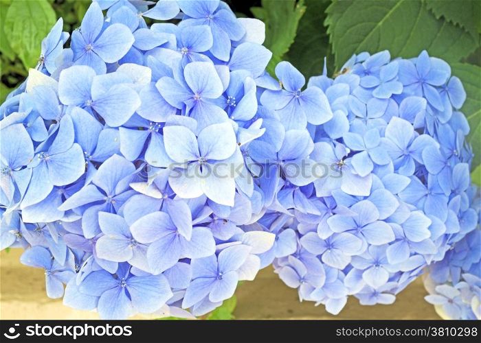 Blue hyacinth flowers
