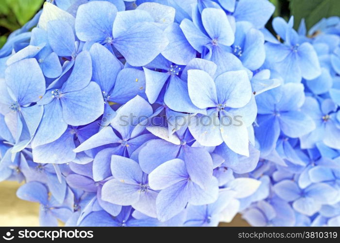 Blue hyacinth flowers