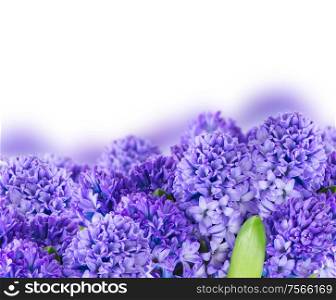 Blue hyacinth flowers border on white background