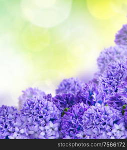 Blue hyacinth flowers over green garden background. Blue hyacinth flowers