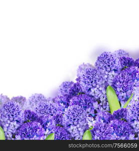 Blue hyacinth flowers over white background. Blue hyacinth