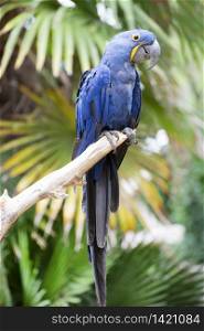 blue Hyacinth macaw perching on a branch
