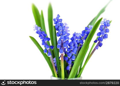 blue hyacinths blooming in spring