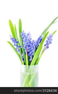 blue hyacinths flower in glass vase