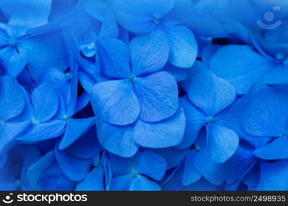 Blue Hydrangea background. Hortensia flowers surface.