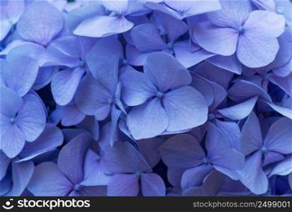 Blue Hydrangea background. Hortensia flowers surface.