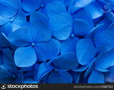 Blue Hydrangea background. Hortensia flowers surface.