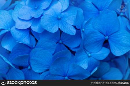 Blue Hydrangea background. Hortensia flowers surface.
