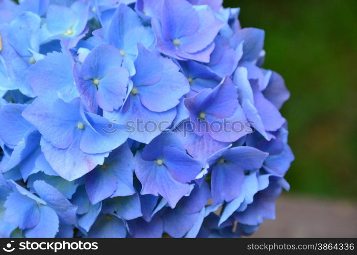 blue hydrangea flower