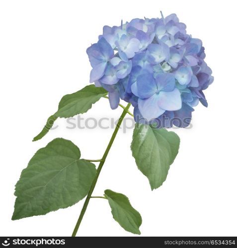 blue hydrangea flower watercolor. hydrangea flower watercolor