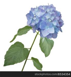 blue hydrangea flower watercolor. hydrangea flower watercolor
