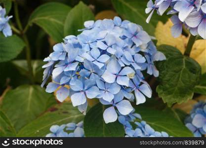 Blue hydrangea flowers in a garden during summer