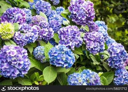 Blue hydrangea flowers on the bush in the flower garden