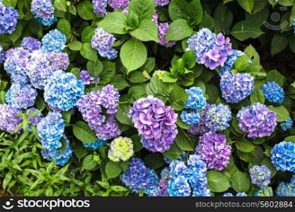Blue hydrangea flowers on the bush in the flower garden