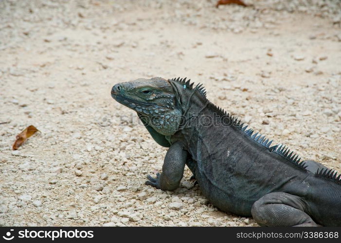 Blue iguana on Grand Cayman island