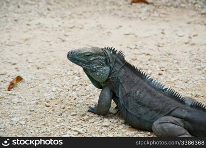 Blue iguana on Grand Cayman island