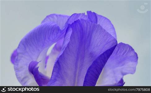 Blue Iris flower - Close-up
