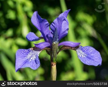 Blue iris flower in english garden