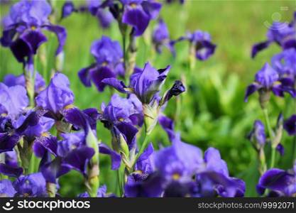 Blue iris flowers growing in garden, green background. Lot of irises  Iris germanica  .. Blue iris flowers growing in garden, green background. Lot of irises  Iris germanica 