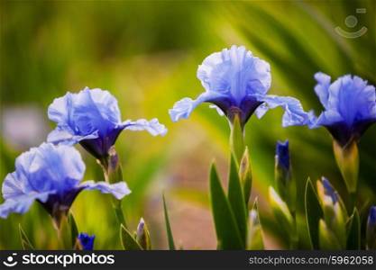 blue iris flowers growing in garden with a shallow DOF