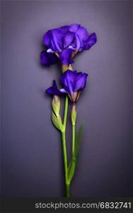 Blue iris on a black surface, close up