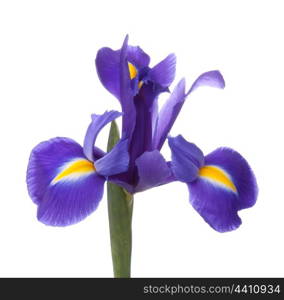 Blue iris or blueflag flower isolated on white background