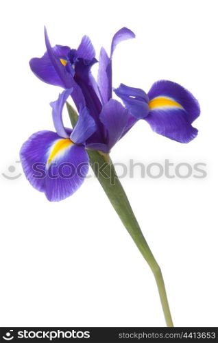 Blue iris or blueflag flower isolated on white background