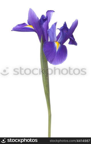 Blue iris or blueflag flower isolated on white background