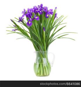 blue  irise flowers in glass vase  isolated on white background