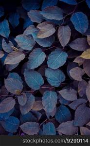 blue japanese knotweed plant leaves in winter season, blue background