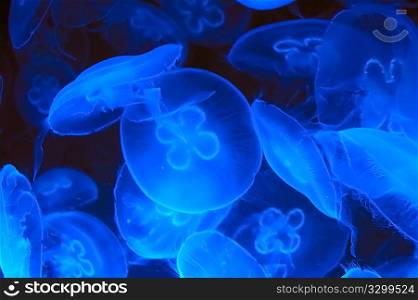 Blue jellyfish in deep blue water (Aurelia aurita)