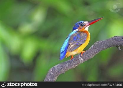 Blue Kingfisher, female Blued-eared Kingfisher (Alcedo meninting)