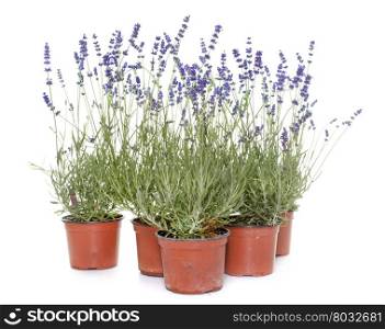 blue lavender in front of white background