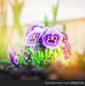Blue lilac heartsease flowers on sun light blurred garden background, toned
