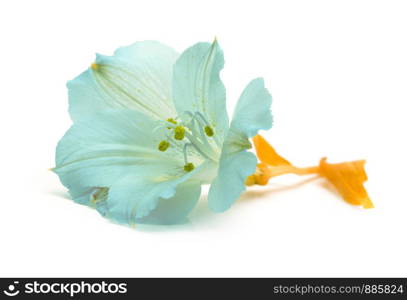 blue lily flower isolated on white