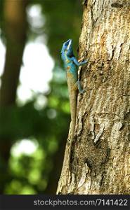 Blue lizard on a tree