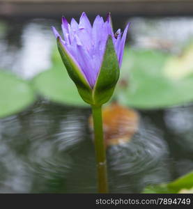 Blue lotus blooming. In the pond at the park. Have bee looking for nectar in the lotus.