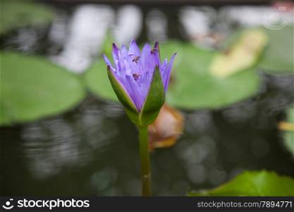 Blue lotus blooming. In the pond at the park. Have bee looking for nectar in the lotus.