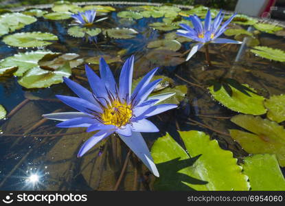 blue lotus on water