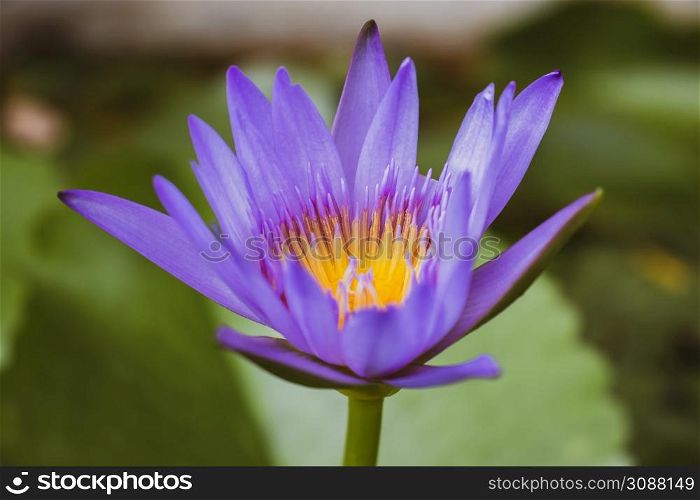 Blue lotus with green leaves in the pond.