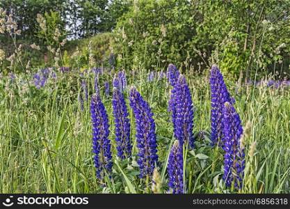 Blue lupine flowers grow in the wild