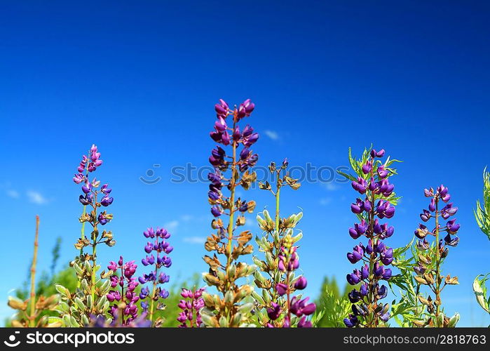 blue lupines on blue background