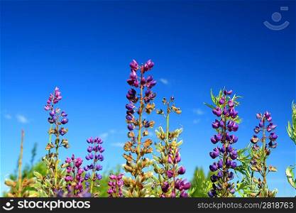 blue lupines on blue background