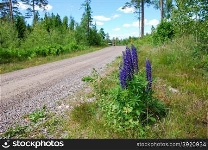 Blue lupines wildflowers by a swedish gravel road side