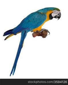 Blue Macaw Parrot On White Background