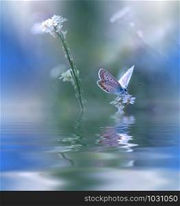 Blue Magic Butterfly over Water and Wildflowers.Spa Concept.Beautiful Blue Nature Background.Macro Photo.Border Art Design.Magic light.Extreme close up Photography.Conceptual Abstract Image.Fantasy Floral Art.Creative Artistic Wallpaper.Web Banner.